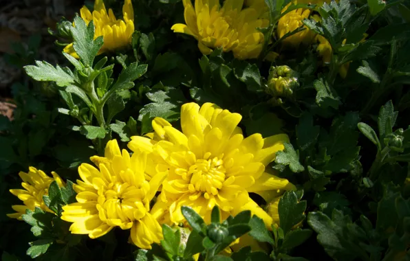 Picture flowers, photo, chrysanthemum