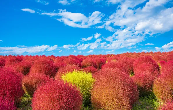Field, the sky, people, Asia, shrubs, tourists, kohiya