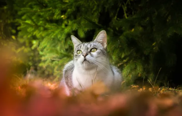 Cat, look, bokeh, spruce branches