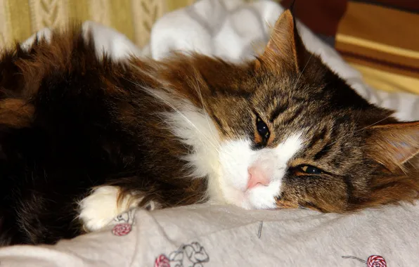 Cat, cat, look, stay, fluffy, bed, lies