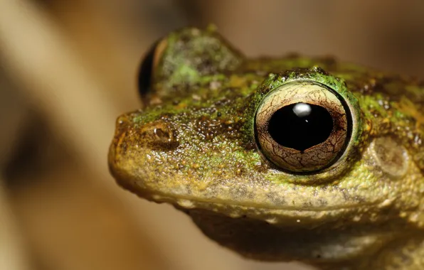 Look, face, macro, background, frog, portrait, reptile