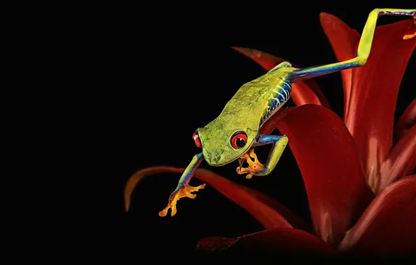Picture macro, flowers, red, pose, frog, legs, petals, black background