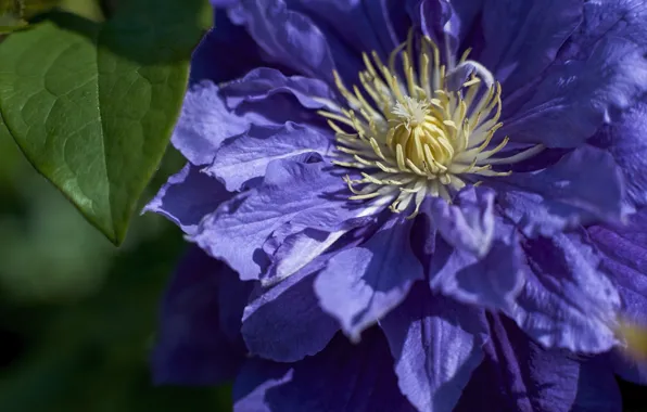 Macro, petals, clematis, clematis