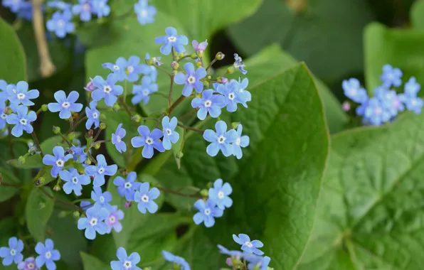 Spring, widescreen, forget-me-nots, blue flowers