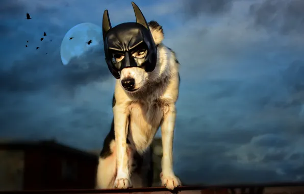 Picture roof, the sky, night, clouds, bird, the moon, dog, mask