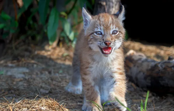 Picture nature, animal, predator, cub, a small lynx, Oleg Bogdanov