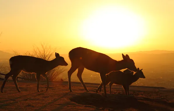 The sun, light, sunset, deer, silhouettes, family, deer