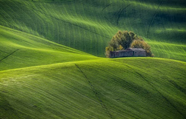 Field, trees, line, strip, hills, the slopes, field, slope