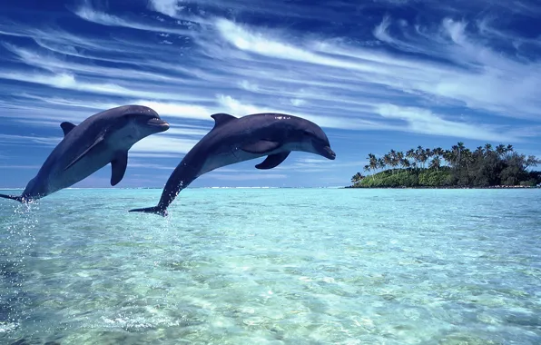 Sea, the sky, landscape, nature, dolphins