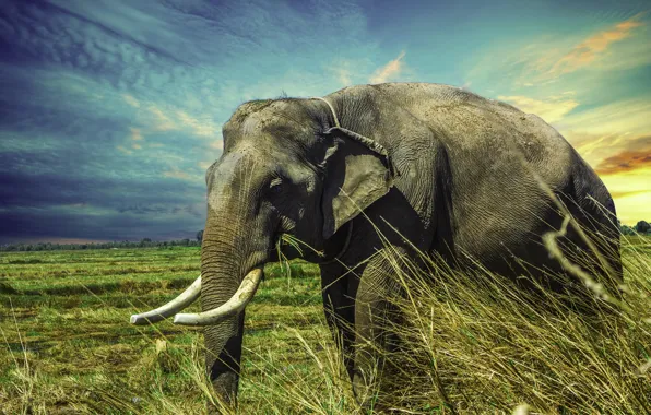 Picture Grass, Africa, Elephant, Tusks