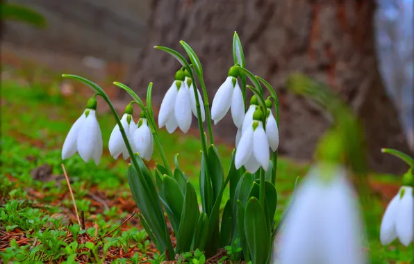 Picture flowers, snowdrops, Snowdrops