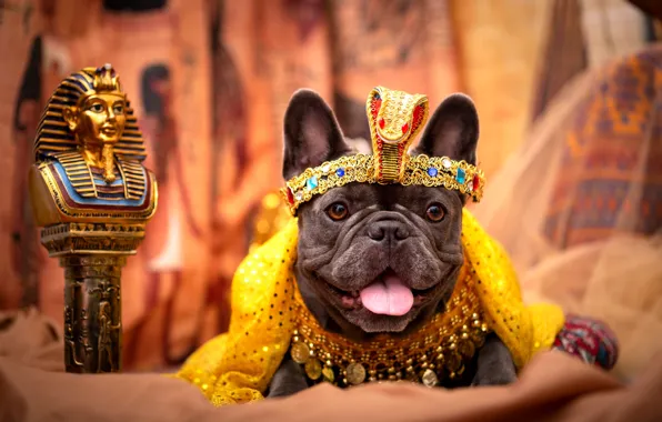 Look, pose, clothing, dog, costume, outfit, image, face