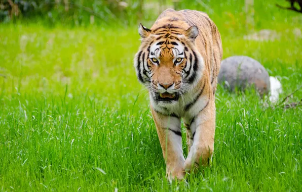 Picture grass, tiger, sneaks