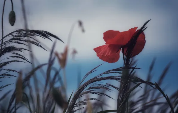 Flower, red, blue, Mac, Maki, blur, spikelets, blue background