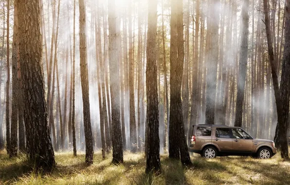Trees, Land Rover, Auto