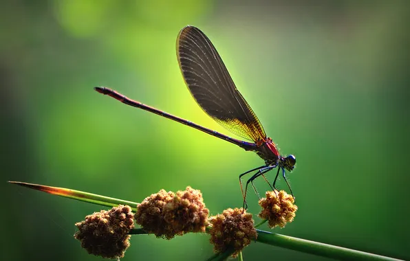 Macro, branch, dragonfly
