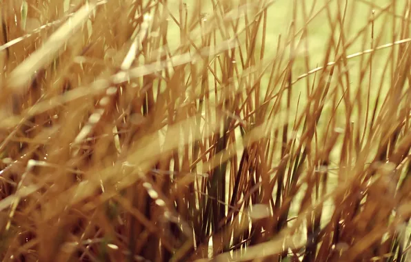 Grass, macro, grass, yellow, yellow, dry, macro