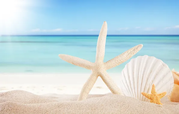Sand, sea, beach, the sun, stars, shell, summer, sunshine