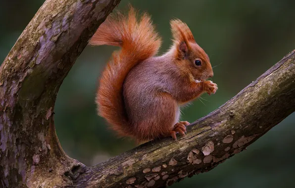 Branches, background, protein, rodent