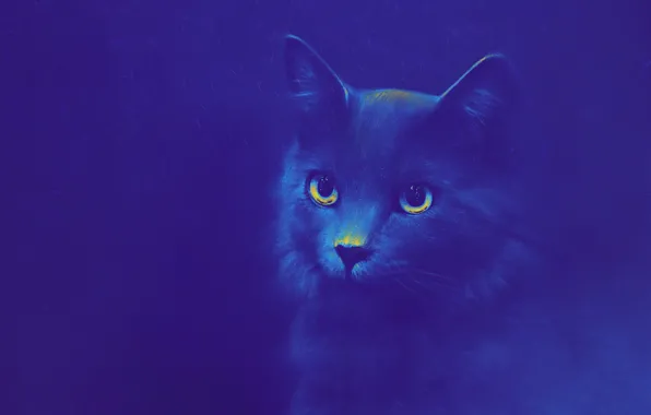Figure, Look, Cat, Cat, Eyes, Background, Face, Animal