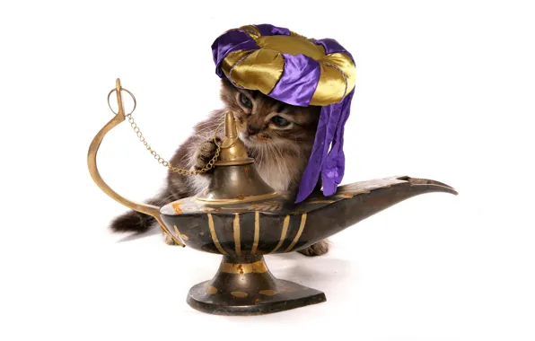 Picture cat, lamp, the situation, humor, white background, gin, kitty, turban