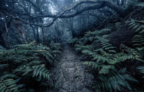 Forest, nature, the darkness