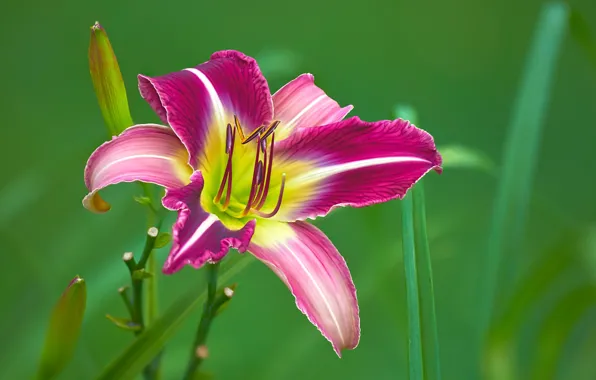 Macro, petals, buds, bokeh, daylilies