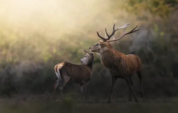 Look, nature, pose, deer, pair, deer, bokeh, female