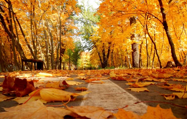Picture autumn, leaves, Park