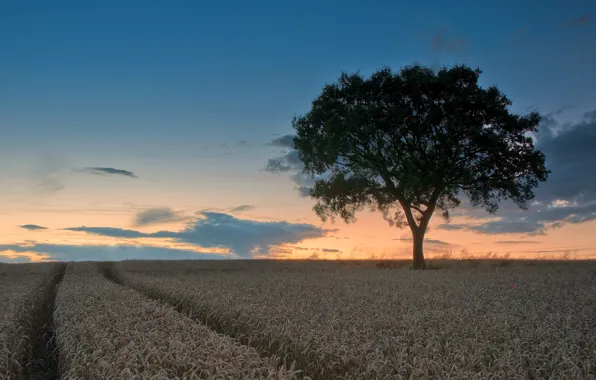 Field, clouds, nature, tree, trail
