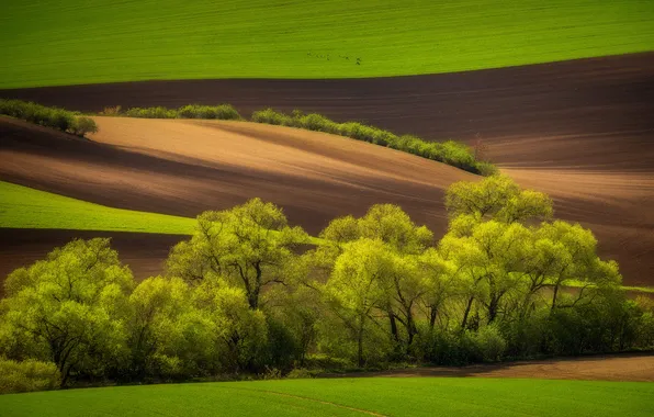 Greens, trees, hills, field, spring, arable land