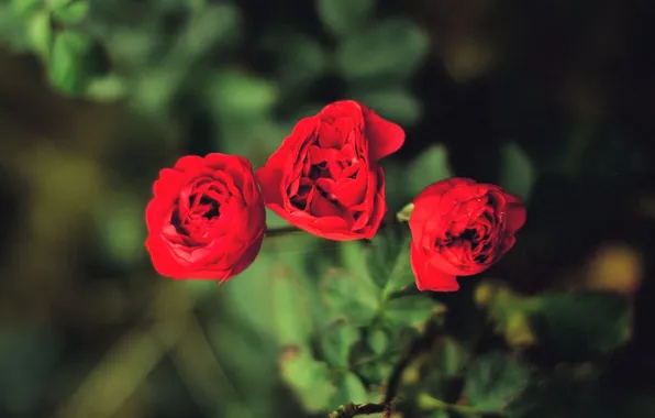 Leaves, Bush, roses, red