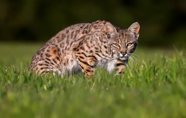 Picture field, grass, light, pose, lynx, sneaks