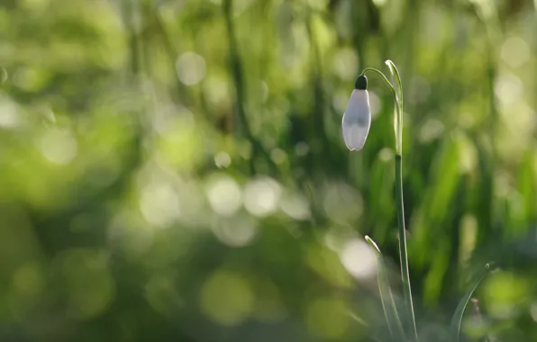 Greens, white, flower, light, spring, Bud, snowdrop, bokeh