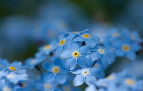Wallpaper Flowers Spring Blue Forget