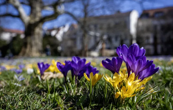 Greens, grass, light, flowers, branches, the city, tree, glade