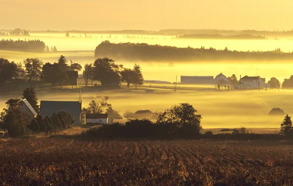 Fog, dawn, morning, farm, mist, farms in yellow morning