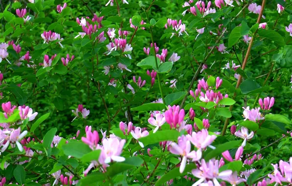 Flowers, background, Bush, Spring, cover, barberry