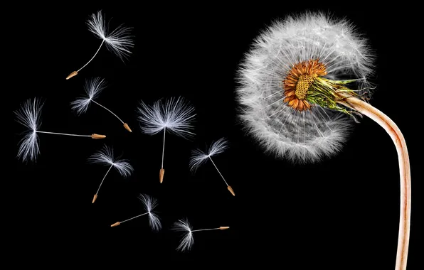 Dandelion, stem, black background