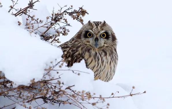 Picture winter, look, snow, owl, bird, looks, tail