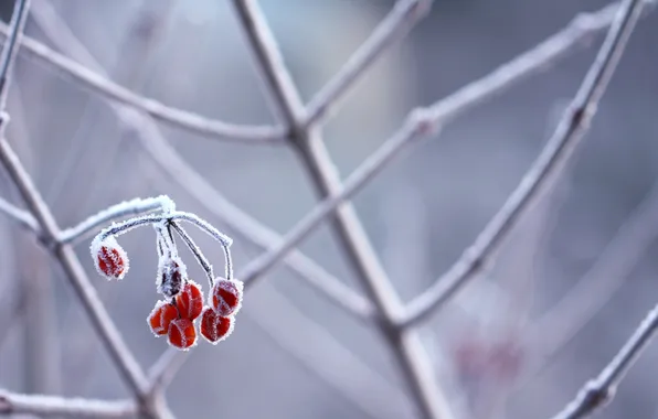 Frost, snow, branches, frost, berry