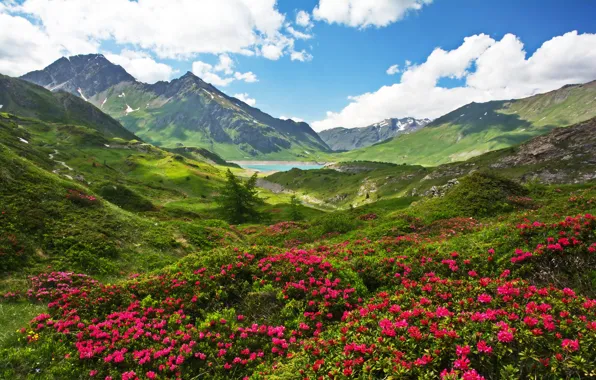 Greens, the sky, grass, the sun, clouds, flowers, mountains, lake