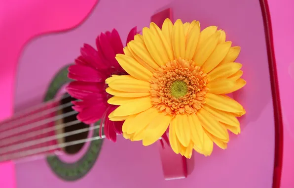 Picture flowers, guitar, strings