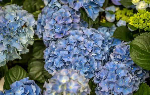 Summer, flowers, blue, Bush, flowering, Hydrangea