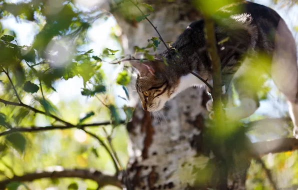 Picture cat, look, trees, branches, pose, foliage, kitty
