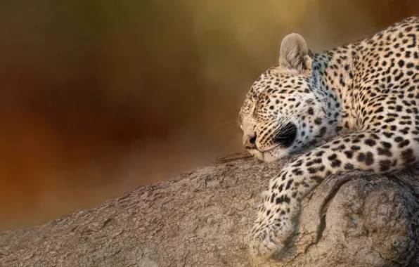 Face, pose, paw, sleep, treatment, leopard, sleeping, lies