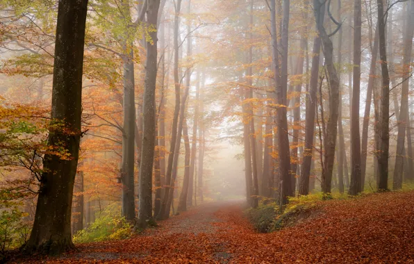 Picture autumn, forest, light, trees, fog, Park, branch, foliage