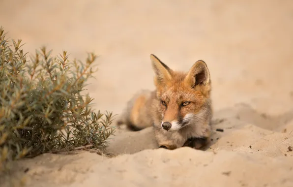 Nature, background, Fox