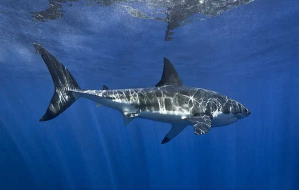 Sea, water, light, glare, shark, underwater world, under water, swimming