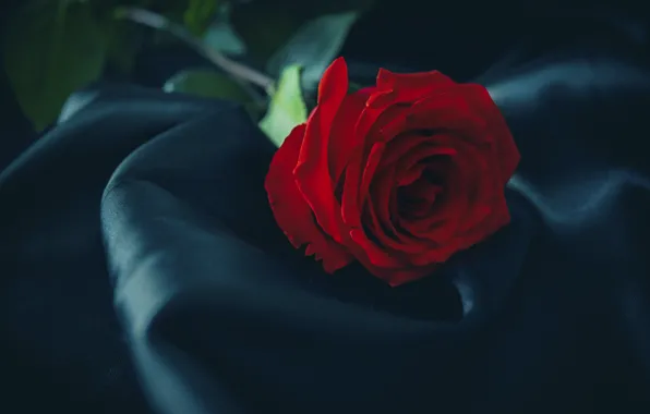 Flowers, rose, silk